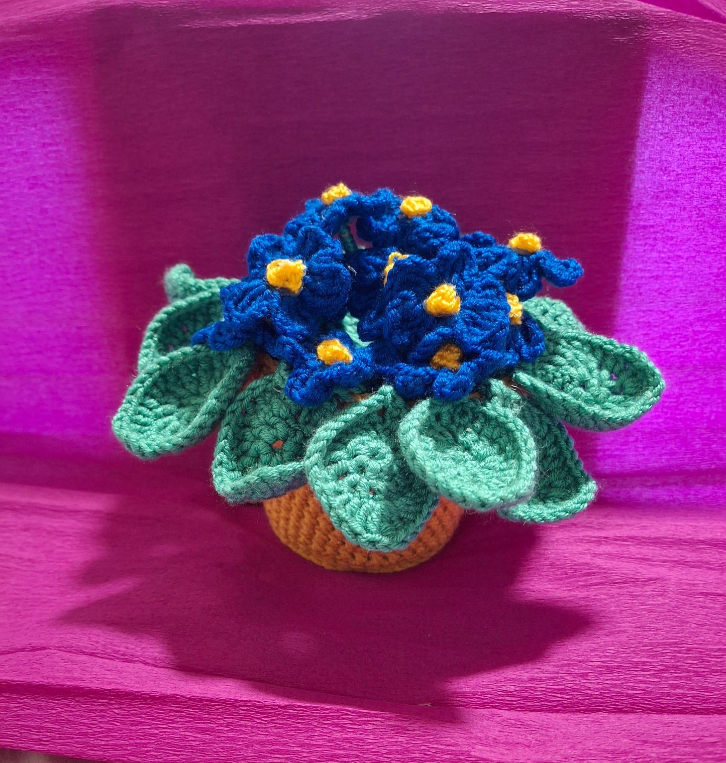 African Violet pot flower